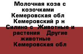 Молочная коза с козочками - Кемеровская обл., Кемеровский р-н, Силино с. Животные и растения » Другие животные   . Кемеровская обл.